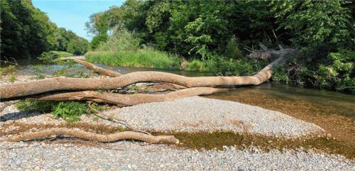 Durch umgestürzte Bäume und Treibgut verändern sich die Strukturen der Mangfall an der Auerbachmündung. Foto Wasserwirtschaftsamt Rosenheim