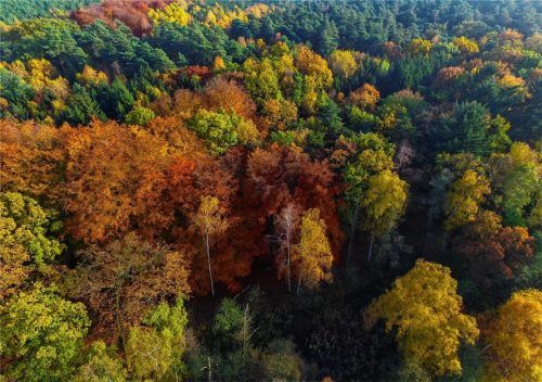 Ein Mischwald, der im Herbst in allen Farben leuchtet, ist nicht nur schön anzusehen, sondern auch stabiler als jede Monokultur. Und deswegen der Liebling der Forstexperten. Foto dpa