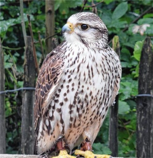 Ein Sakerfalke sitzt am Eingang der Falknerei und wartet auf seinen Einsatz bei der Flugshow.