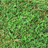 Ein Begegnungsort nicht nur für Gänse