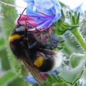 Der Zeppelin unter den Bienen