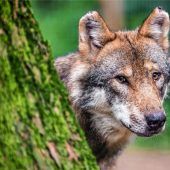 „Der Wolf ist vorsichtig“
