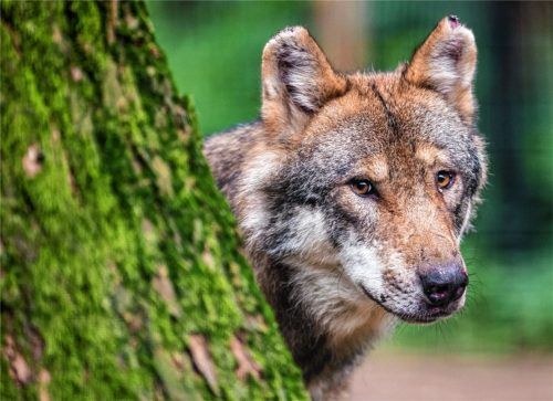 „Es ist nicht seine Gegend.“: Der Wolf meidet Menschen eher. Auch die Wanderer an der Hochries, sagt Claus Kumutat, Chef des Landesamtes für Umwelt. Foto dpa