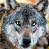 Vorbeugen gegen Wolf: Freistaat zahlt für Zäune und Hunde