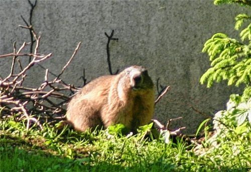 Griaß eahna! Ein Murmeltier entdeckte Michael Stumpf kürzlich in seinem Garten in Bad Feilnbach. Eigentlich gelten die Tiere als scheue Bewohner von Hochgebirgsregionen. Nun wagen sie sich auch schon ins Tal. Foto  Stumpf
