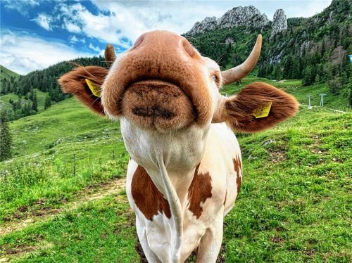 Hat sich für den heutigen „Ehrentag der Kuh“ in Pose geschmissen: Kuh Walli, die der Aschauer Familie Moosmüller gehört und während des Sommers auf einer Alm an der Kampenwand grast. Foto H. Reiter