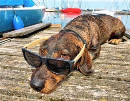 Hundstage? Zumindest „Wichtel“ scheint sie am Bayerischen Meer, dem Chiemsee, zu genießen. Foto H. Reiter