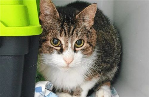 Kater Otto  benötigt wegen einer beginnenden Niereninsuffizienz spezielles Futter. Foto re
