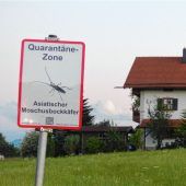 Obstbaum-Schädling soll isoliert werden
