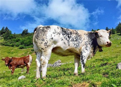 Nutztierbeweidung und Almwirtschaft prägen das Erscheinungsbild des bayerischen Alpenraums. Auf der Sulzinger Alm werden im Naturschutzgebiet Geigelstein Bio-Rinder gezüchtet. Foto H. Reiter