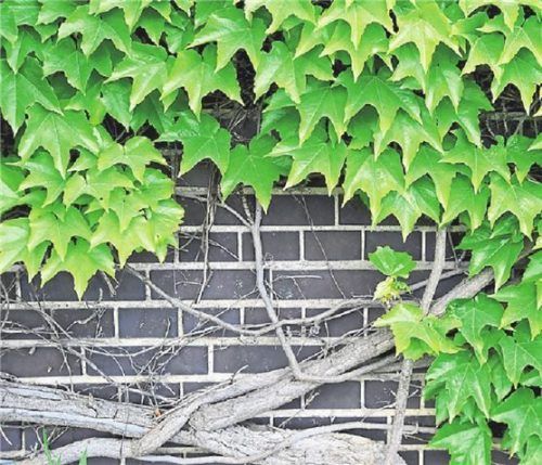 Schmuck für die Fassade: Wilder Wein an einer Hauswand. Foto dpa/Warnecke