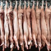 Schlachthöfe im Brennpunkt