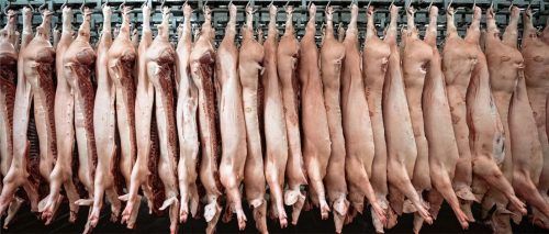Schweinehälften in einem Schlachthof: Der Corona-Ausbruch bei Tönnies hat die Aufmerksamkeit der Öffentlichkeit auf die Arbeits- und Produktionsbedingungen in der Fleischindustrie gelenkt. Foto dpa