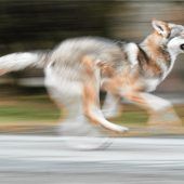 Das Phantom von Reit im Winkl