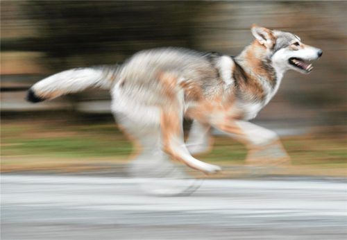 Sieht aus wie ein Wolf, ist aber ein Wolfshund: Der Saarlooswolfhund kommt immer mehr in Mode – was schon öfter zu Verwechslungen geführt hat. Foto dpa