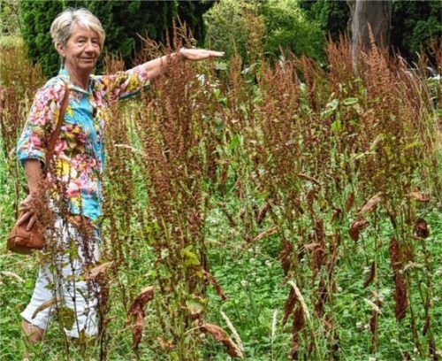 Will, dass endlich gemäht wird: Josefine Kowagner aus Rosenheim ärgert sich über die Situation am städtischen Friedhof. Foto Schlecker