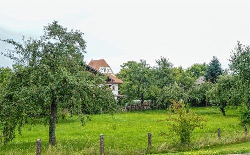 Wohnen statt ernten: Noch wachsen auf dem Grundstück, das demnächst bebaut werden soll, Apfelbäume.Foto  Heinz