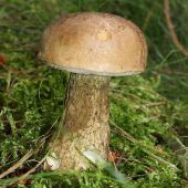 Gute Pilze, schlechte Pilze