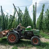 „Hopfenernte ist keine Partymeile“