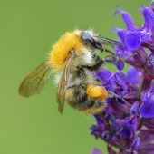 Hummel auf Platz 1