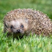 Trockenheit wird für Igel gefährlich