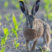 Hasenpest tritt erneut auf
