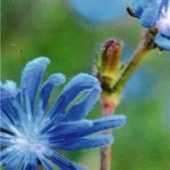 Blaublütleram Wegesrand