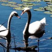 Schwanensee in Kolbermoor