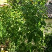 Der Sonne entgegen