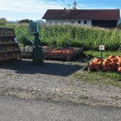 Knallige Herbstboten: Kürbisse an der Staatsstraße in Pullach