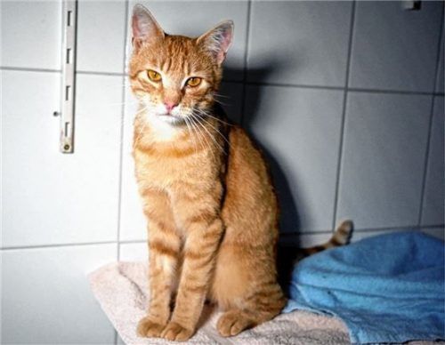 Alwin muss man einfach liebhaben: Der Kater leidet unter einer Immunschwächekrankheit, die für Menschen ungefährlich ist.Foto re