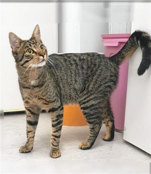 Batzi kommt mit anderen Katzen nicht gut zurecht, deshalb sollte er in seinem neuen Zuhause der einzige Stubentiger sein. Foto re