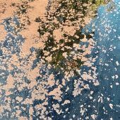Verdacht auf Blaualgen: Badeverbot am Pelhamer See