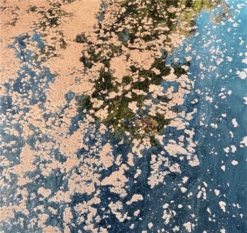 Bei einem Rundgang am Pelhamer See bei Bad Endorf hat sich Robert Weinberger dieser Anblick gezeigt. Das Landratsamt Rosenheim teilte mit, dass es sich um Blaualgen handelt. Foto RE