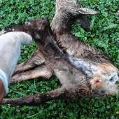 Rehkitz stirbt nach Hundeattacke