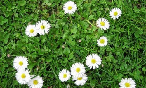 Das Gänseblümchen erinnert an die Kindertage. Foto re