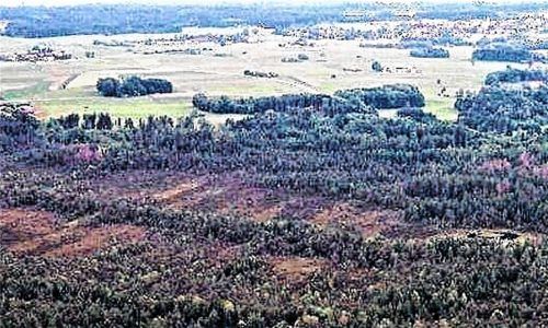 Das Hochmoor Lienzinger Filz erstreckt sich zwischen Breitbrunn, Gstadt, Gollenshausen und Eggstätt. Vorbei sind die Zeiten, in denen es als Torflieferant galt. In Zukunft kann es ein wichtiger CO2-Speicher sein. Fotos Thümmler