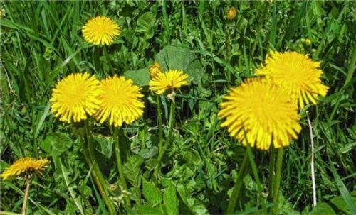 Der Löwenzahn weckt Kindheitserinnerungen. Foto  re