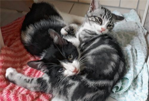 Die „Monsterkuschler“ Amani (links, schwarz-weiß) und Amadeus (rechts, grau-weiß getigert) wurden im Tierheim Ostermünchen wieder gesund gepflegt. Foto RE