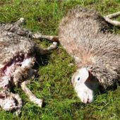 Ein Wolf? Angst am Bichlersee