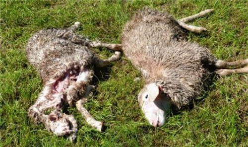 Die Schnauze abgebissen – Indiz für einen Wolf?Fotos re