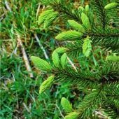 Einst als Schutzbaum verehrt