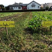 Salat und Zucchini statt Blumen