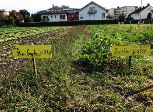 In der Austraße wachsen Gurken neben Zucchini. Aber es gibt auch verschiedene Salatsorten und Basilikum.