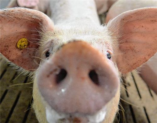 Noch ist das Marktgeschehen im Ferkel- und Schweinebereich stabil, doch es drohen Gefahren – unter anderem durch die Schweinepest. Foto dpa/Carmen Jaspersen