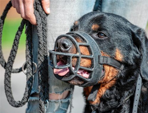Rottweiler gehören zu Kampfhunden der Kategorie 2 und dürfen nach bestandenem Wesenstest und einem Negativzeugnis problemlos in Bayern gehalten werden (Symbolbild). Foto DPA