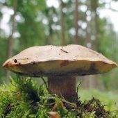 Das Schwammerlwetter kommt