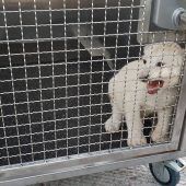 Unfall überlebt: Löwenbaby ohne Verletzungen