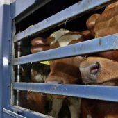 Veterinäre weisen illegalen Tiertransport nach