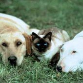 Von Bodga zu Garfield